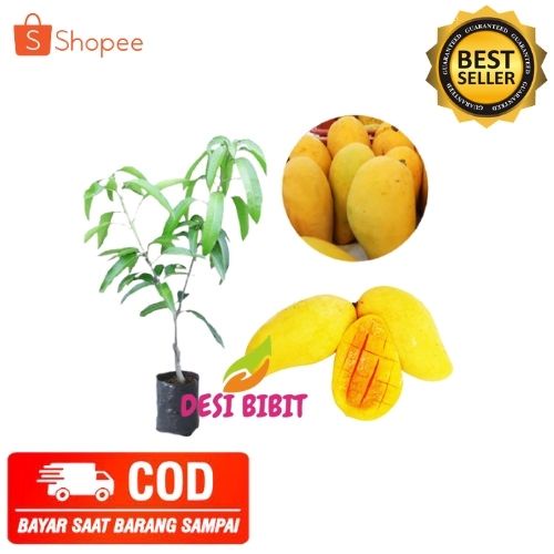 (COD) TANAMAN BUAH MANGGA BIBIT TANAMAN BUAH MANGGA CHOKANAN