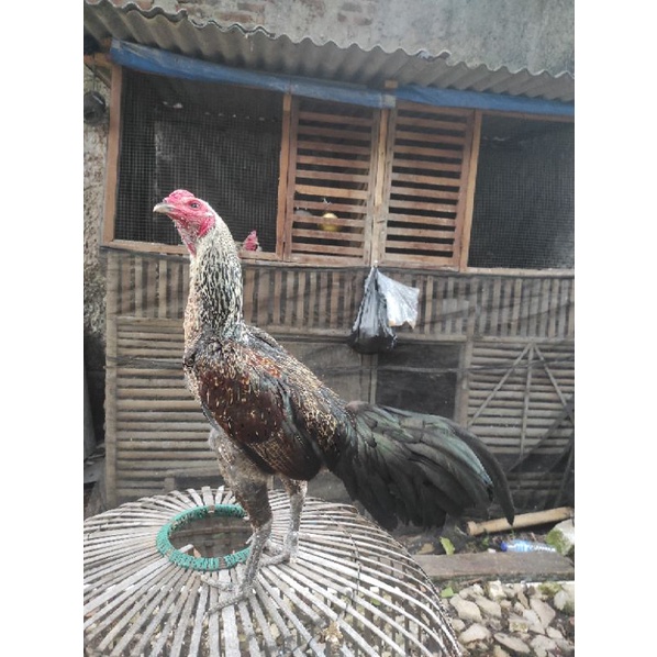 Ayam jago Mangon dengan Indukan Birma siap ternak