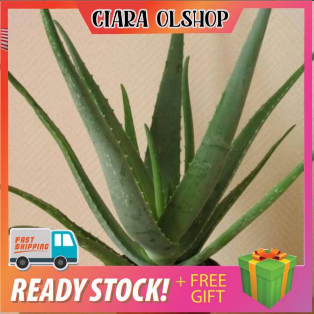 Bibit LIDAH BUAYA Jumbo Original ( asli lidah buaya jumbo)
