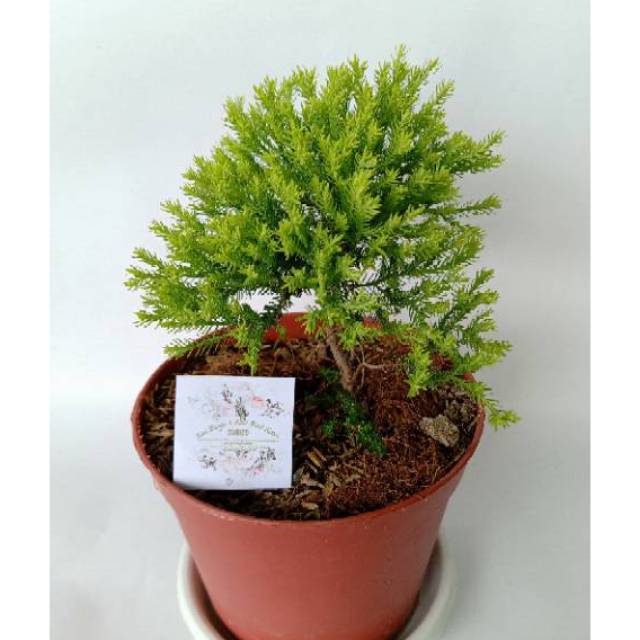 Cemara ren gold - hias Ren Gold Pine - BAKUL KEMBANG