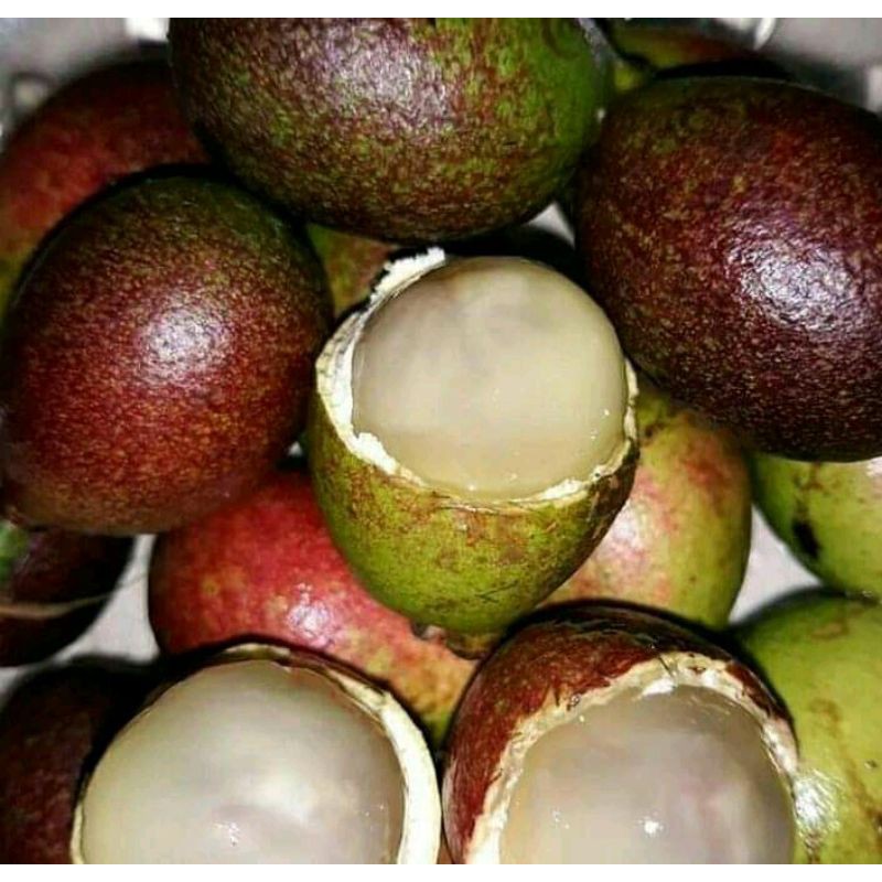 BIBIT BUAH MATOA SUPER