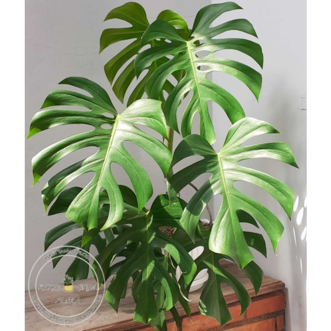 Tanaman Hias Monstera Deliciosa - Monstera Deliciosa