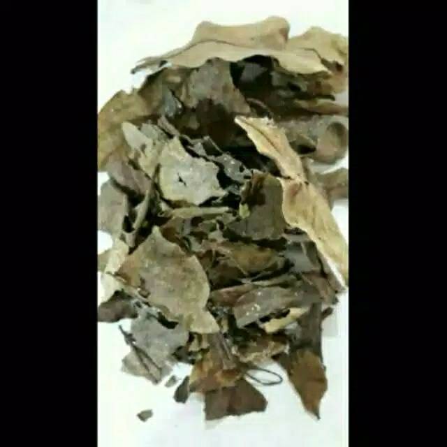 

Benalu mangga 500gram