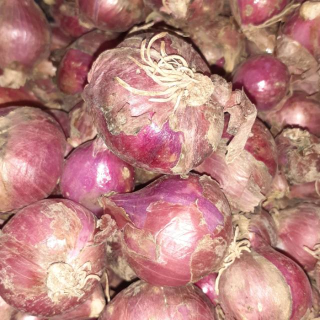 

Bawang merah karet