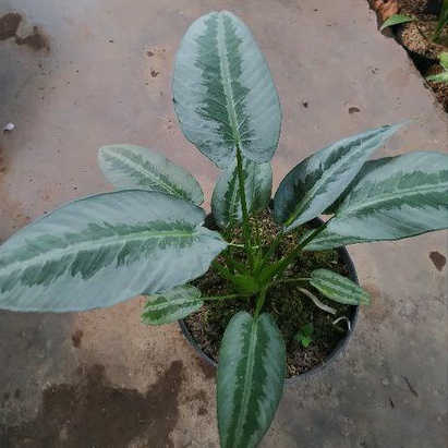 Promo Homalomena Schismatoglottis Silver Tanaman Hias Homalomena Silver