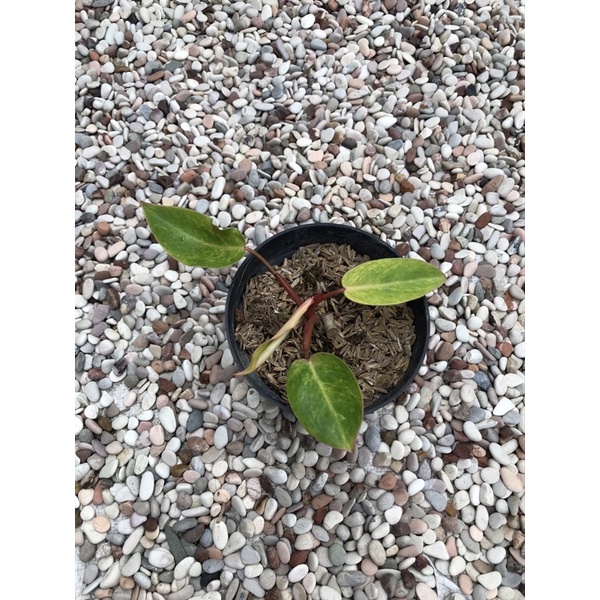 Philodendron Painted lady