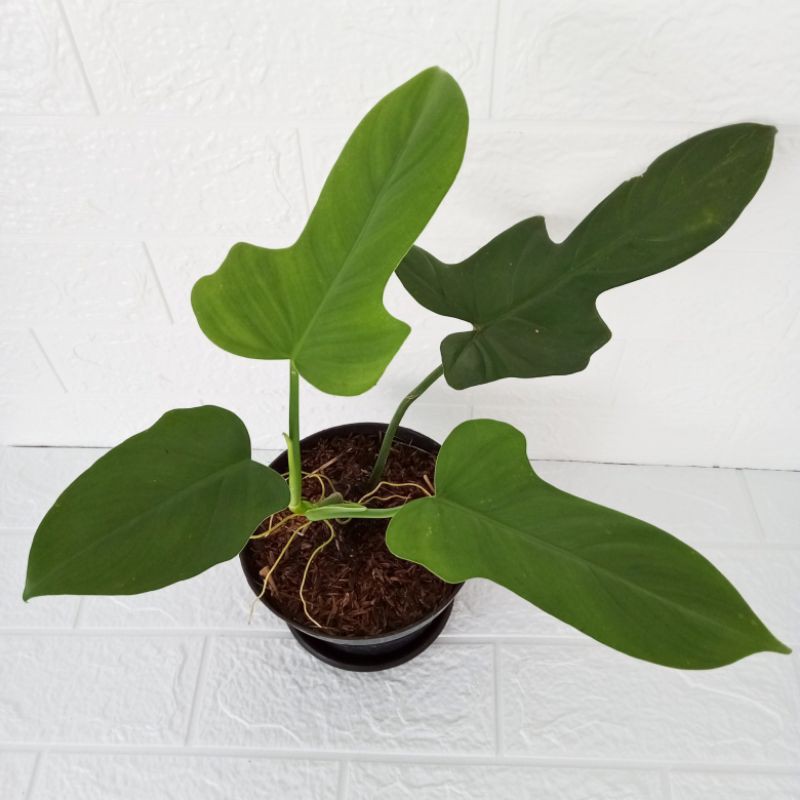 Philodendron Bipennifolium / Philodendron Violin