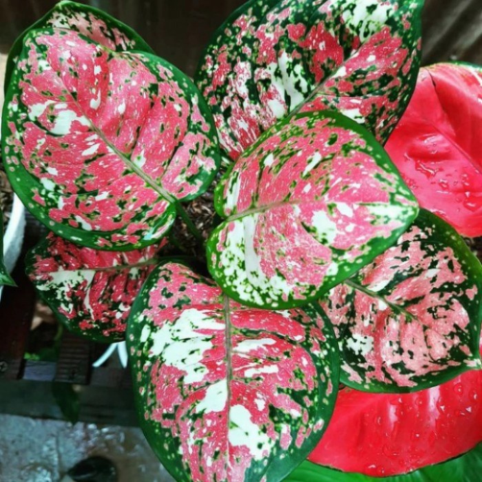 bonggol aglonema tricolor