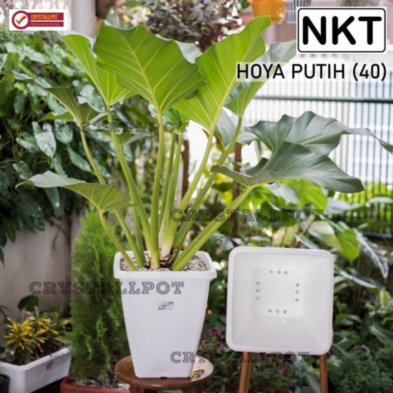 pot bunga tanaman kotak tinggi HOYA 40 PUTIH diameter 31cm - NKT HOYA