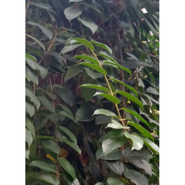 

Daun cincau hijau perdu per lembar Rp 200
