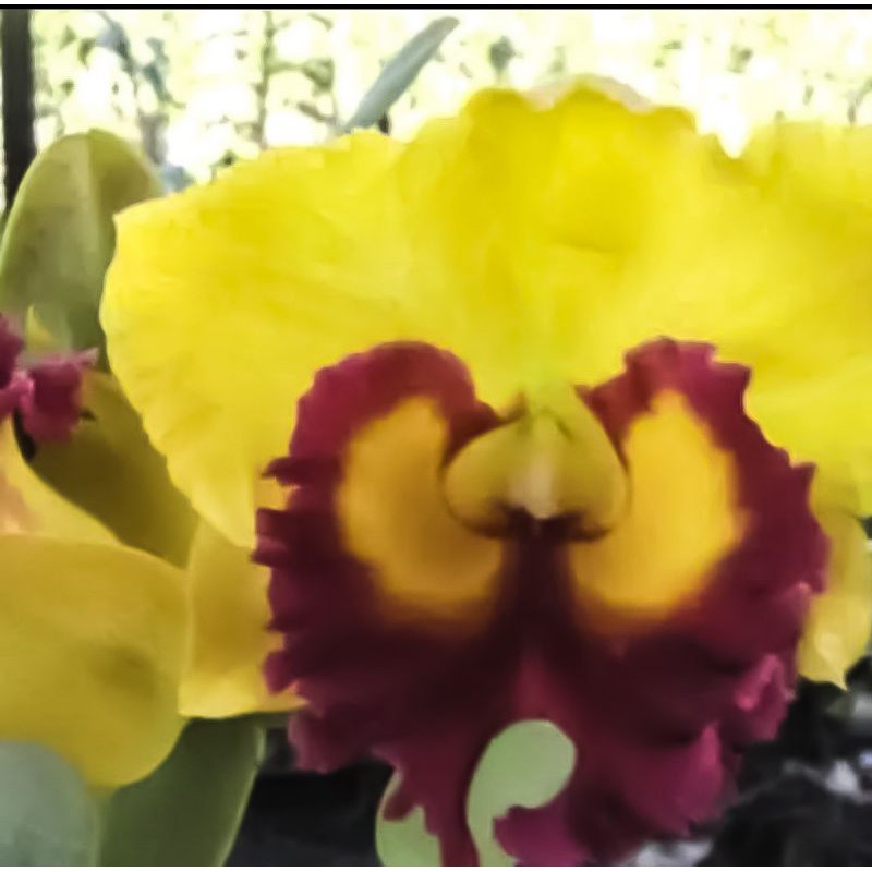 Anggrek Cattleya Dewasa Blc Thong Suphan jumbo