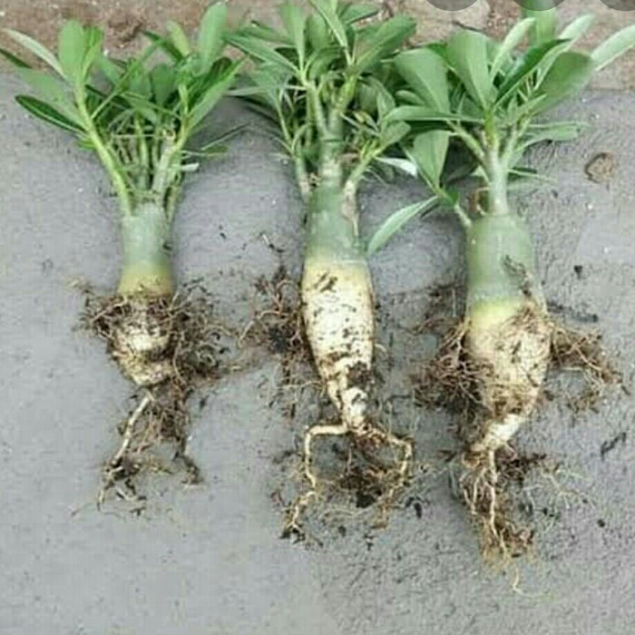 tanaman adenium bunga tumpuk cabang seribu