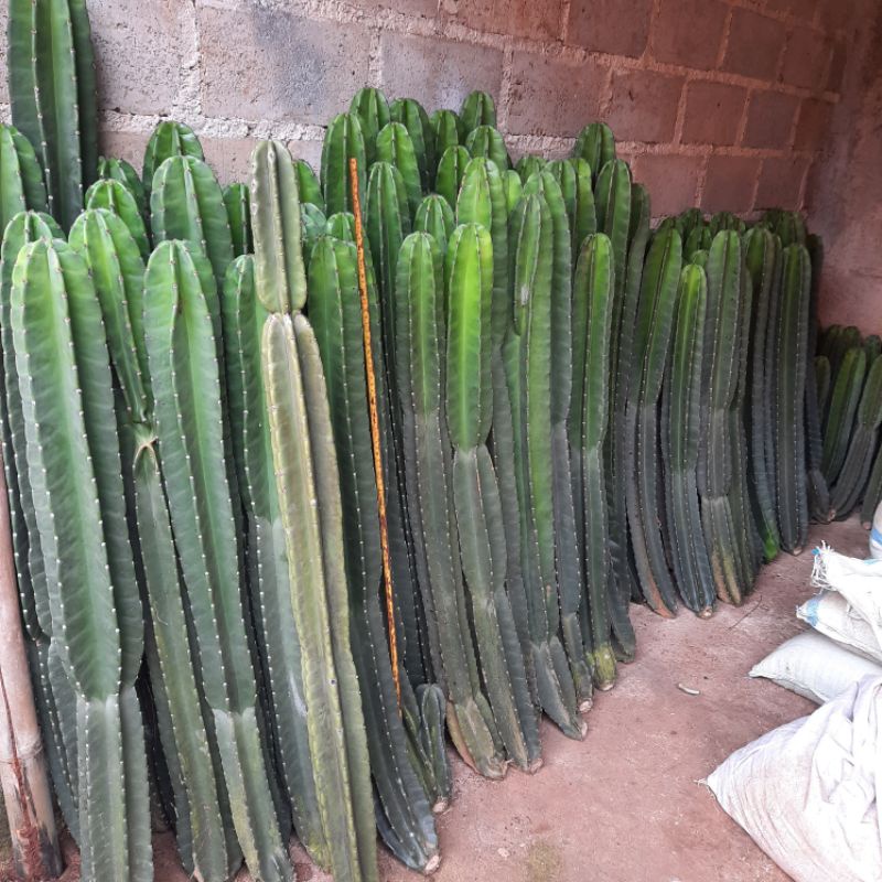 kaktus koboi tinggi 1 meter