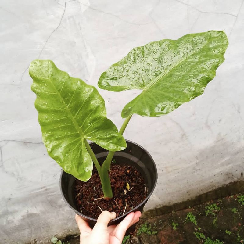 alocasia giant / alocasia giganteum giant