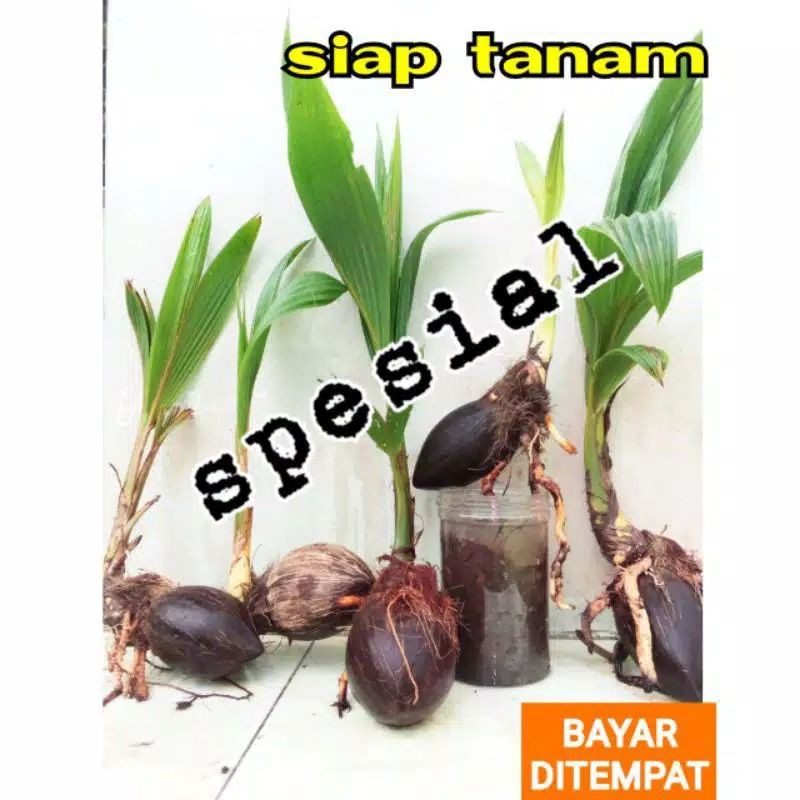 Kelapa Bonsai Minion bibit Klapa gading bahan ter murah viral batok tunas akar daun ampelas