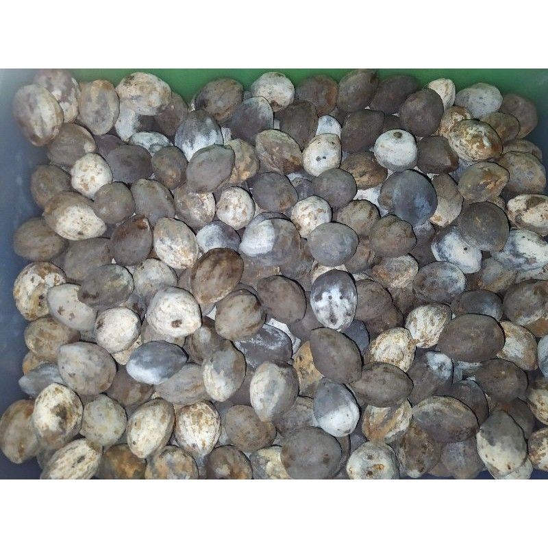 

kemiri sayur bukan untuk adu
