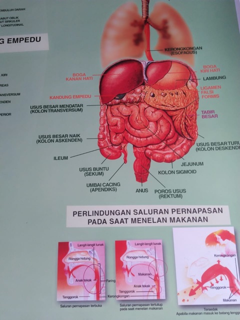 CARTA PENCERNAAN MAKANAN /POSTER PENCERNAAN MAKANAN / GAMBAR PENCERNAAN MAKANAN