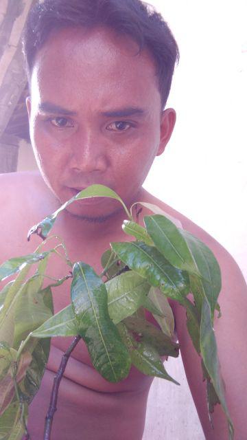 Bibit Tanaman Langka Kleco