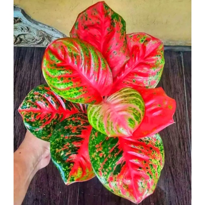 Aglonema Wulandari Tanaman Hias Bunga Aglaonema Murah Merah BUKAN bonggol bibit - tanaman hias hidup