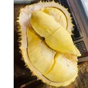 

DURIAN MONTONG UTUH / BULAT