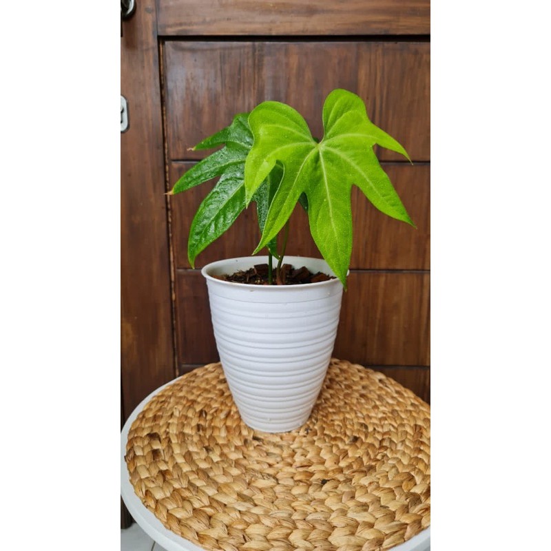 Anthurium Jari