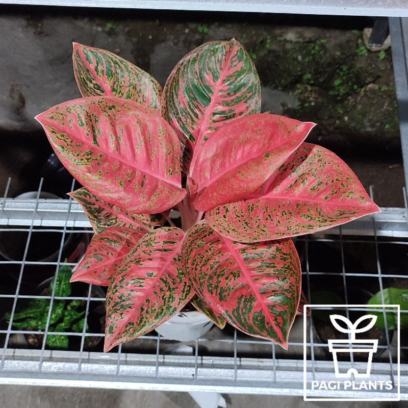 Aglaonema Reanita Surya