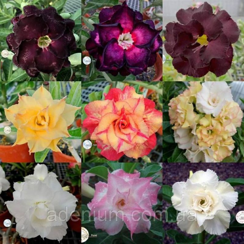 Tanaman hias hidup adenium - paket 6 adenium bunga tumpuk - bunga adenium - adenium tanaman hidup - 