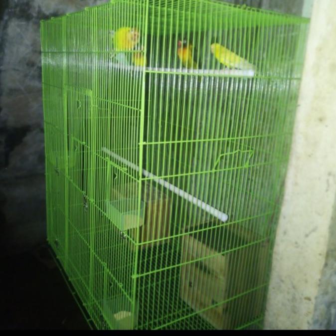 kandang burung kotak jumbo