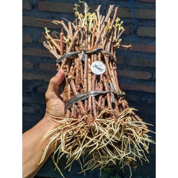 cutting rootstock sesuai request red master kalus