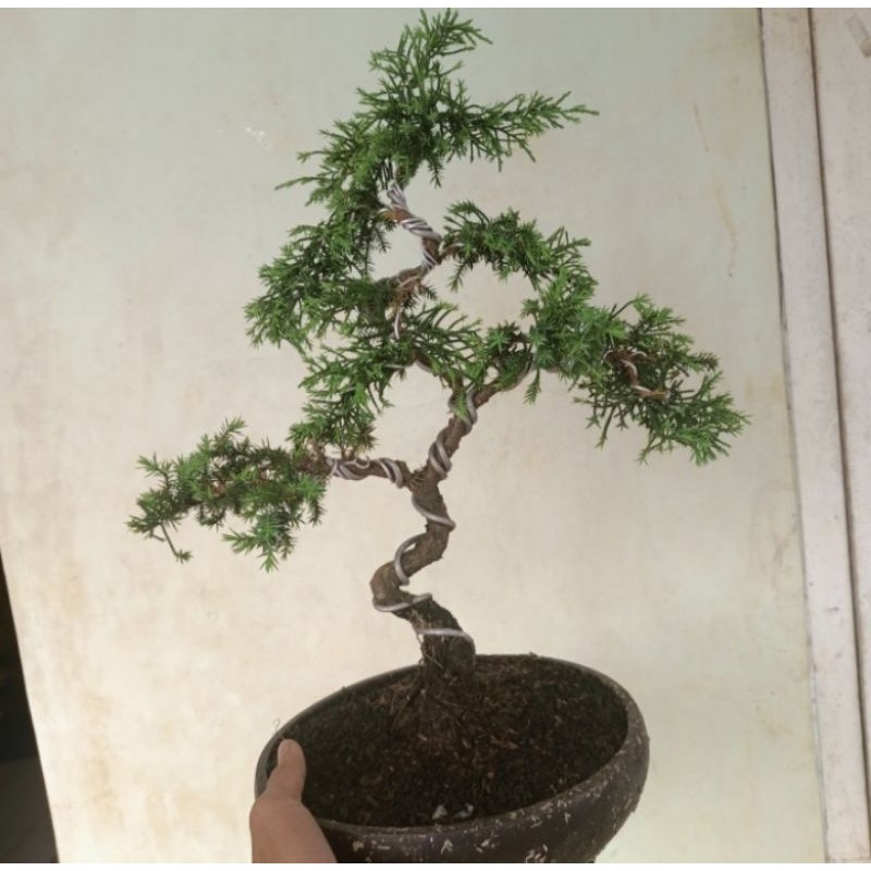 bonsai Cemara duri ukuran small