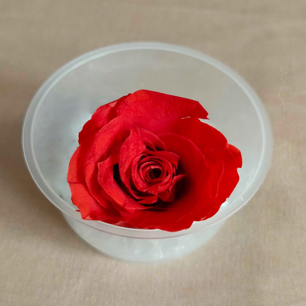 Artificial Flower Preserved Rose  Bunga Kering  Dekorasi Hias Pajangan