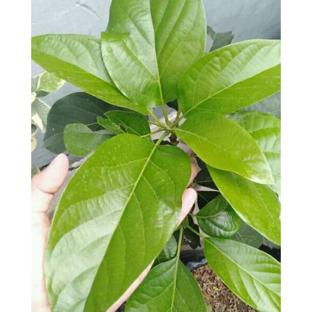

daun alpukat fress 500gram