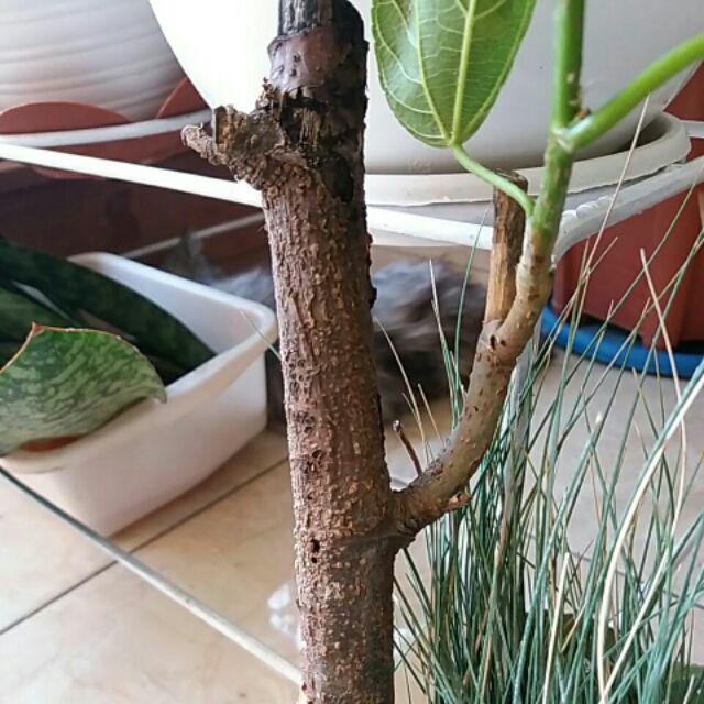 Bibit Long Murbei Super Manis