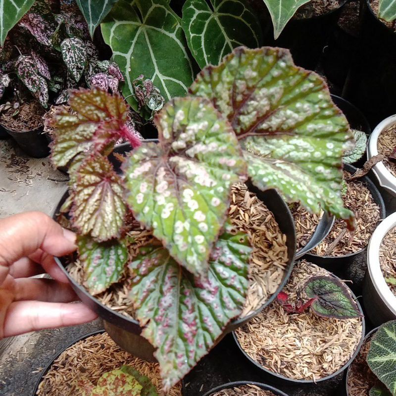 Begonia Rex batik