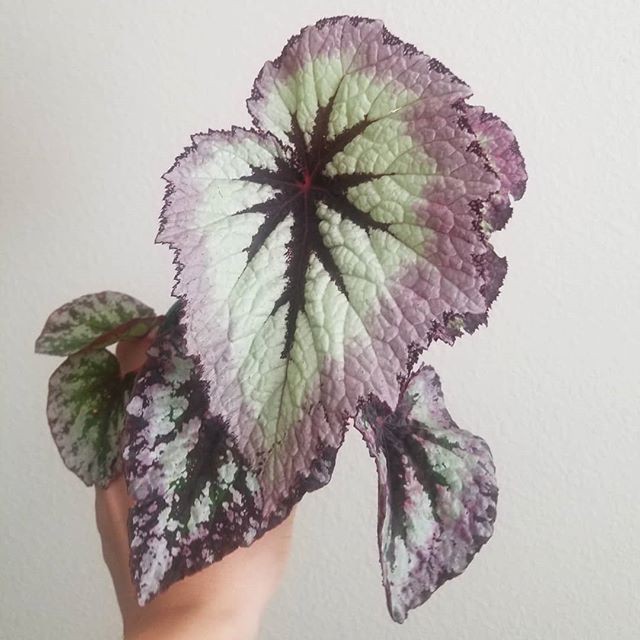 Bunga Begonia - Begonia Rex Retro - Daun Begonia Retro - Begonia Rex Tanaman Hias