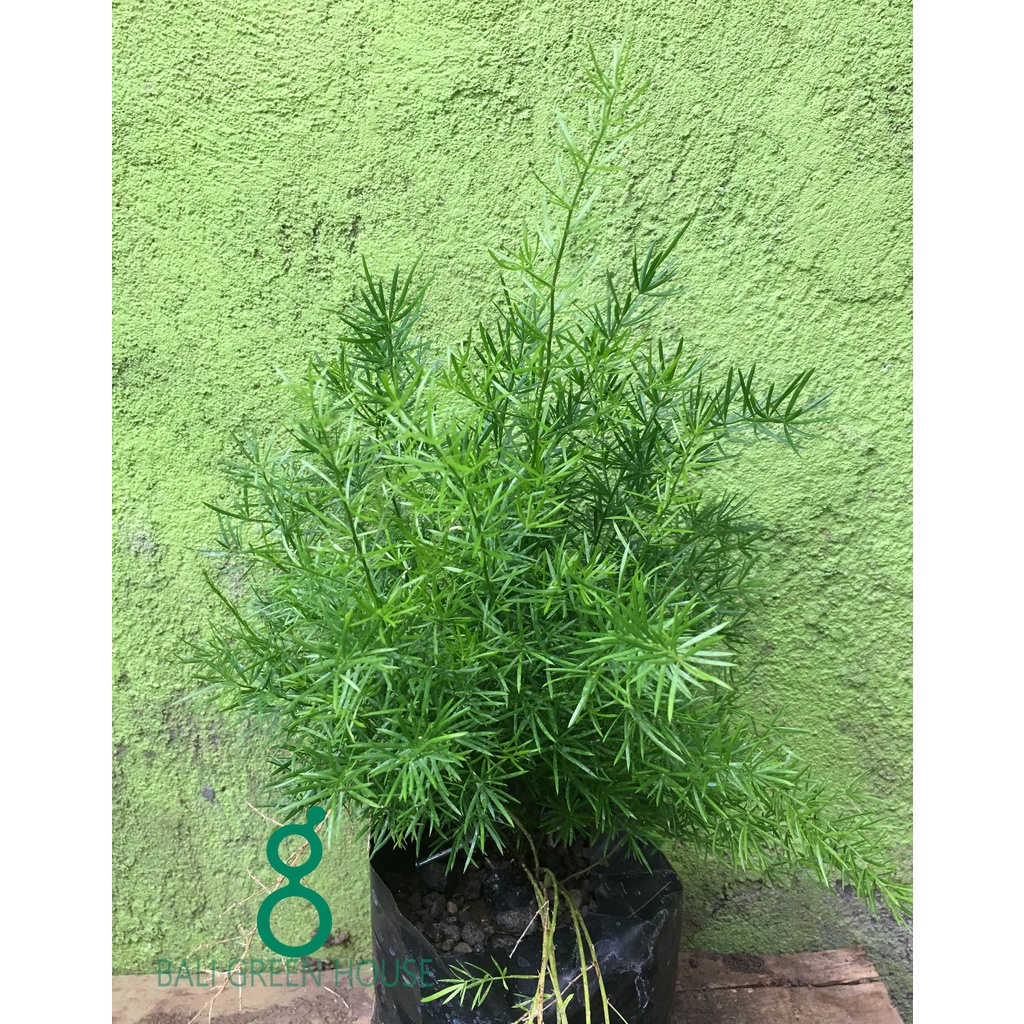 TANAMAN HIAS ASPARAGUS FERN KRISDOREN