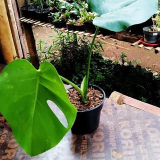 Bibit Tanaman  Philodendron Monstera  Deliciosa Shopee 