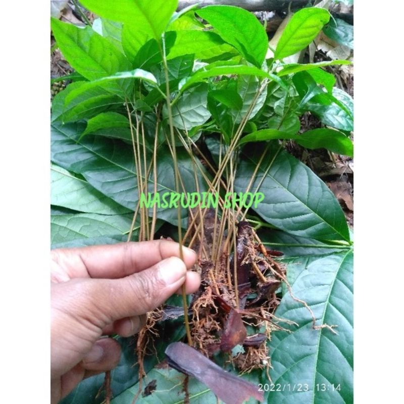 

[Fresh] BIBIT MAHONI CABUTAN 10-20 CM / BIBIT KAYU MAHONI