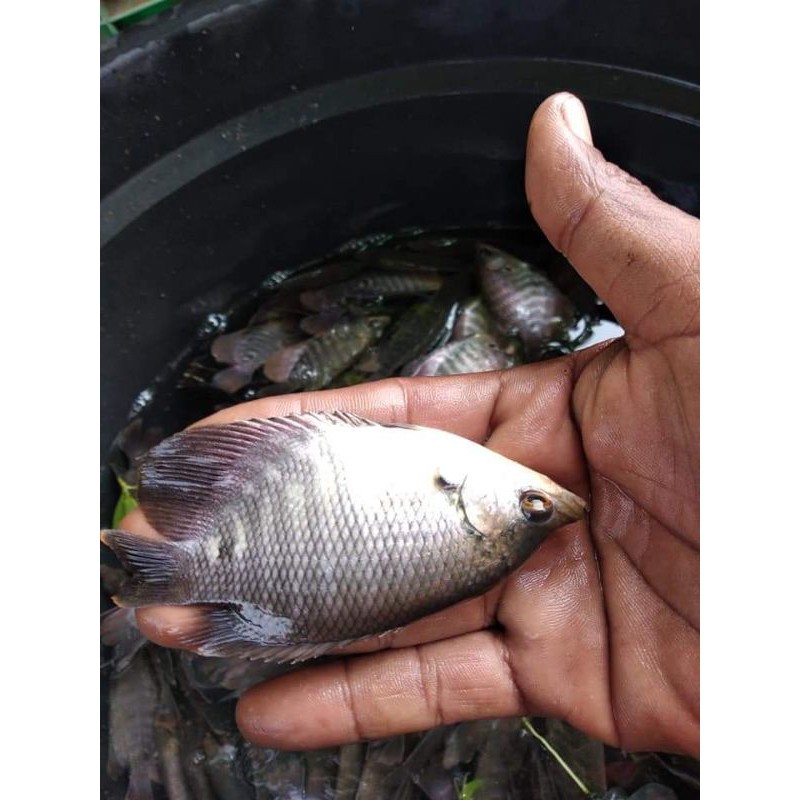 Bibit Ikan gurame Soang Hitam - Ikan Gurame - Gurame - Bibit Ikan