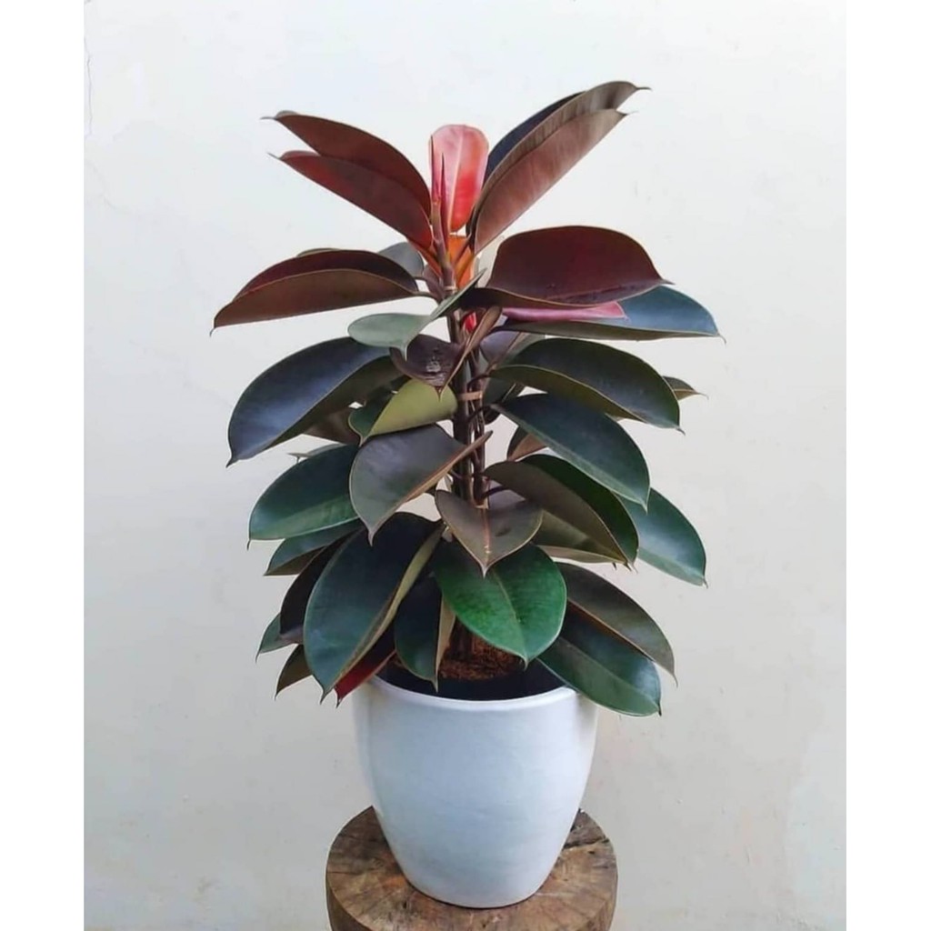 Tanaman Hias Ficus Elastica burgundy