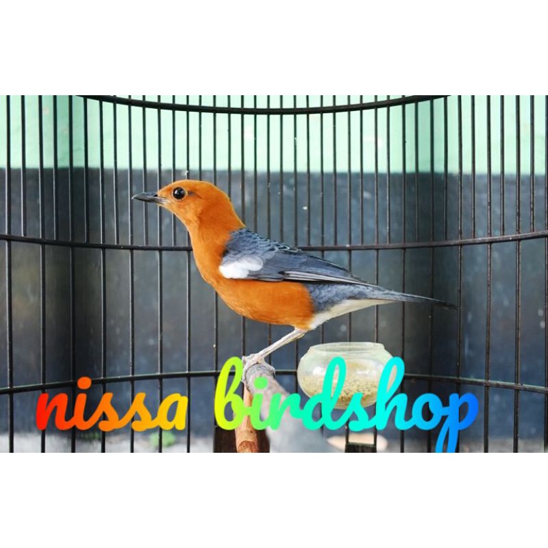 anis merah bahan rawatan pilihan jantan