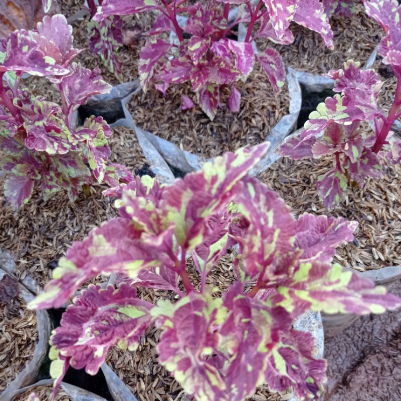 Tanaman Hias Miana Tokek, Miana Motif Tokek