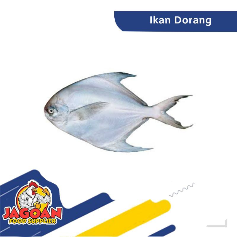 

Ikan Dorang Per Kg / Ikan Segar