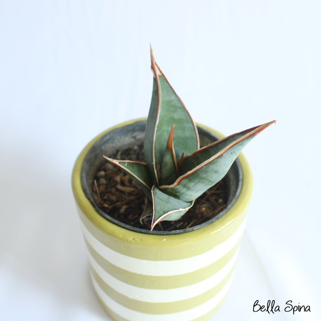 Sansevieria Pinguiculata SV-03