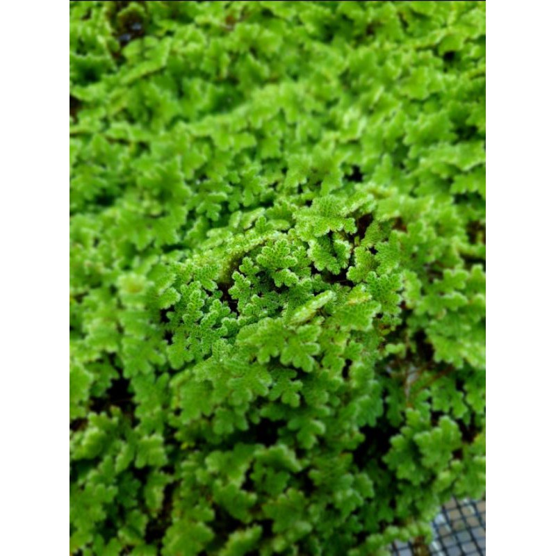 Azolla microphylla bibit azolla