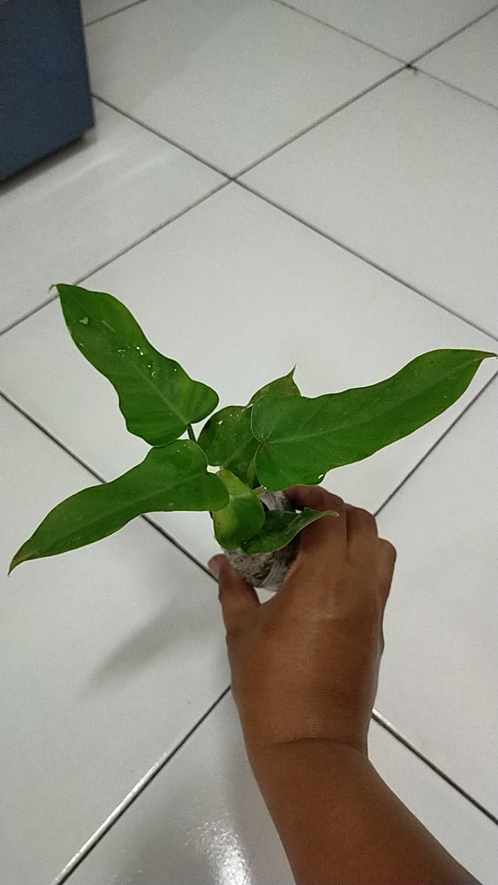 Benih /bibitan Tanaman Hias Philodendron Dragon