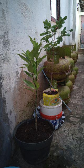 Bibit Tanaman Kelengkeng New Kristal / Wusan (tinggi 40-60 Cm)