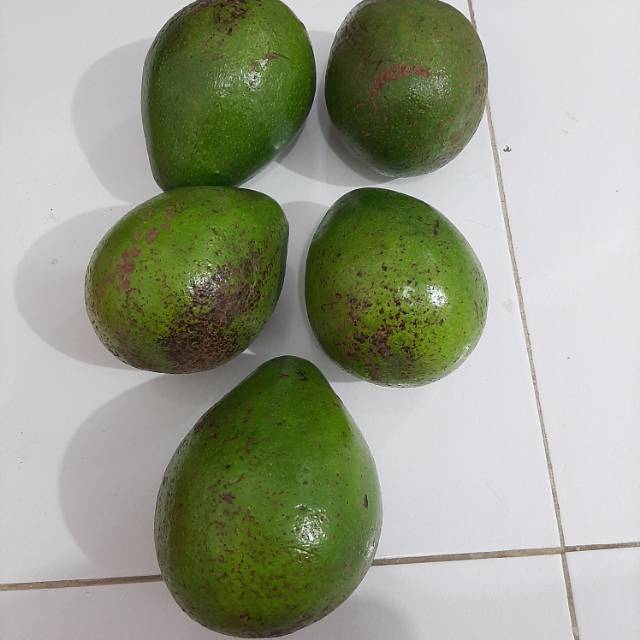 

Alpukat mentega BERGARANSI