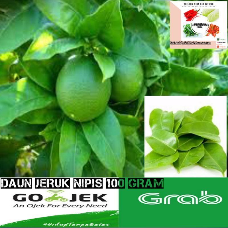 

Bumbu Masak Dapur Daun Jeruk Nipis 100 Gram - 100 gram