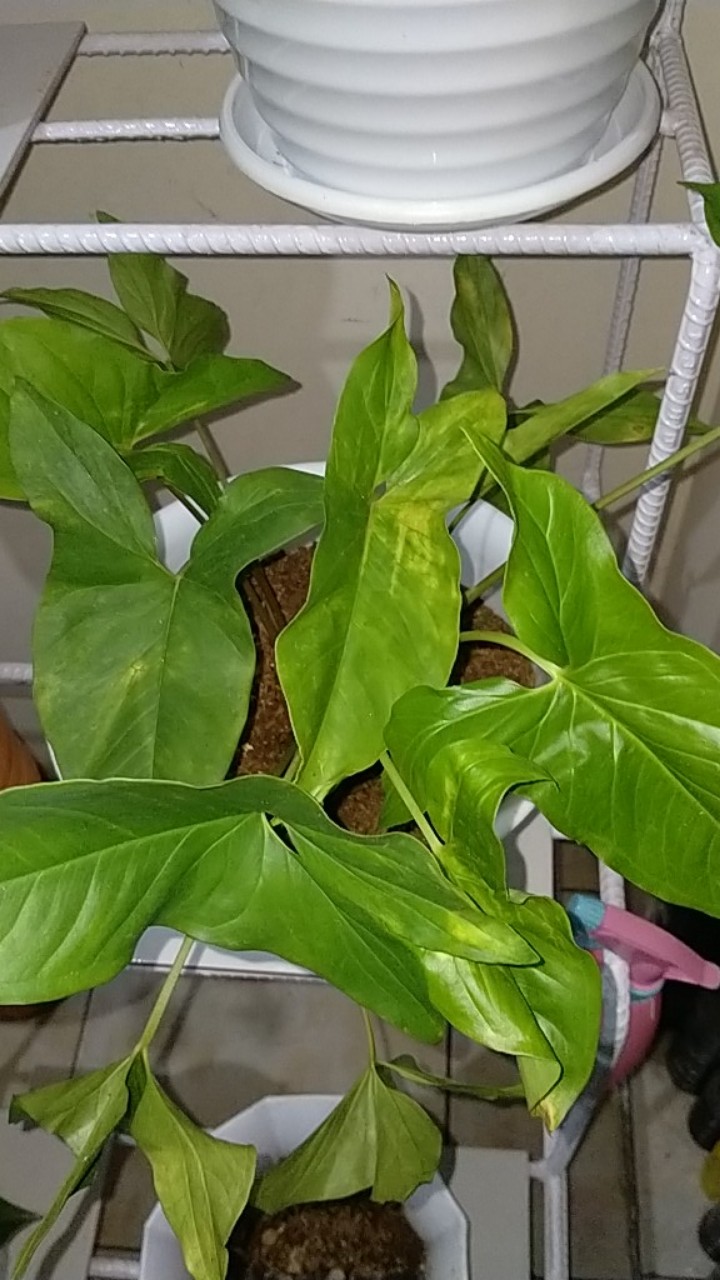 Tanaman Hias Syngonium Phondopyllum